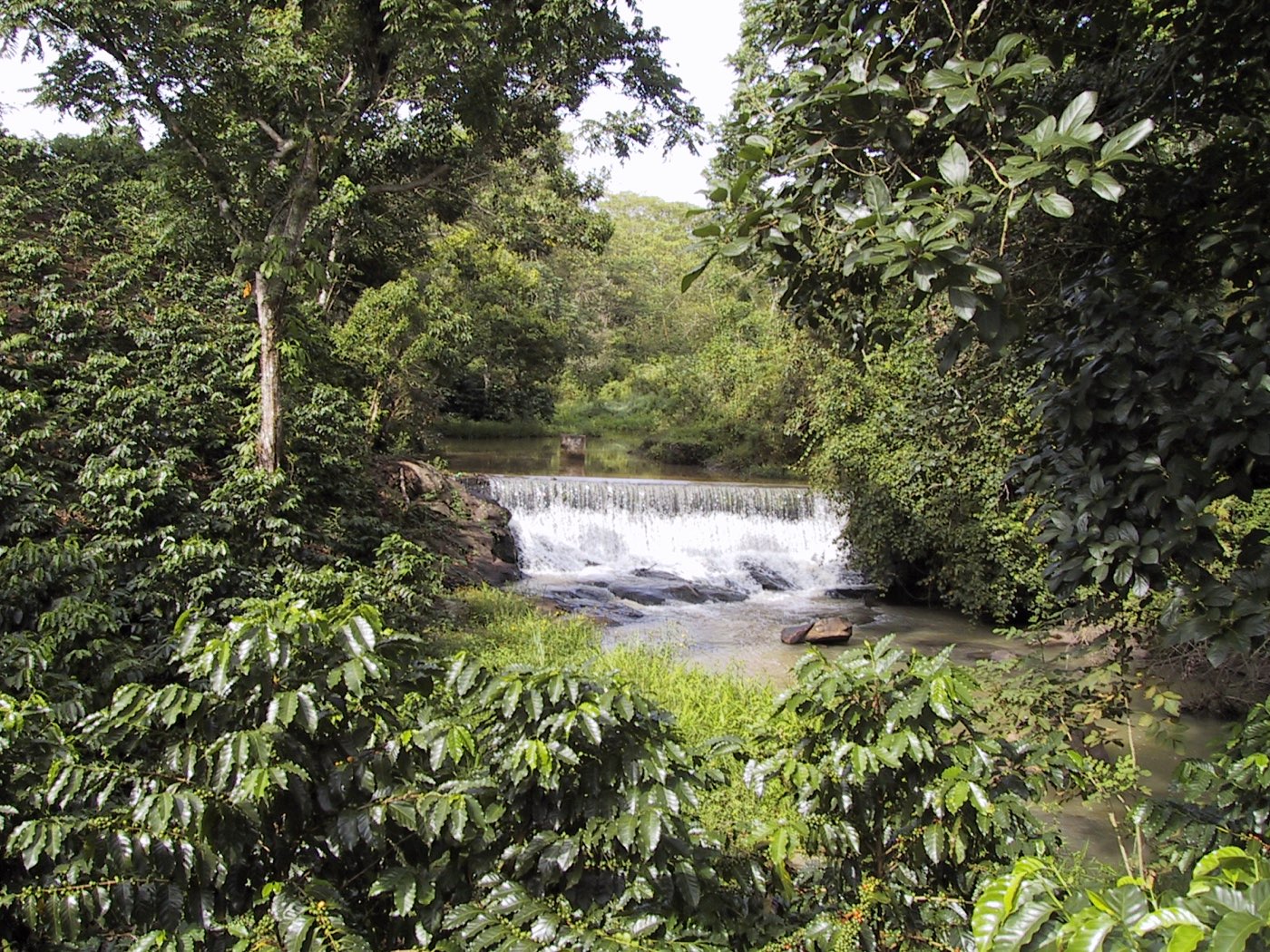 Cafetos junto a un río con una pequeña cascada, en Zihuateutla, Puebla.